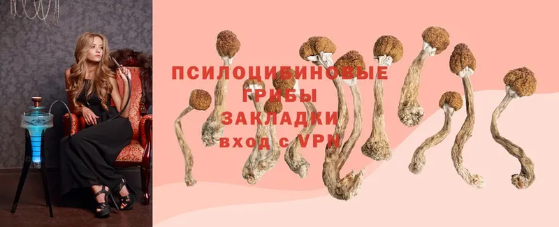 как найти   Адыгейск  Псилоцибиновые грибы Psilocybe 